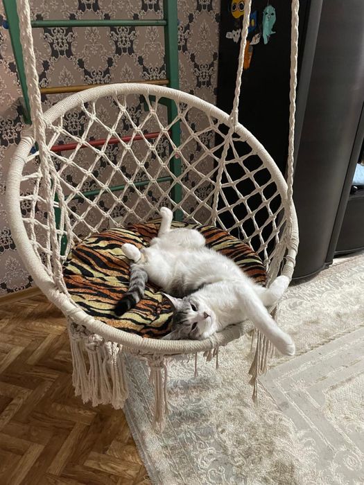 Отдам кота в хорошие руки