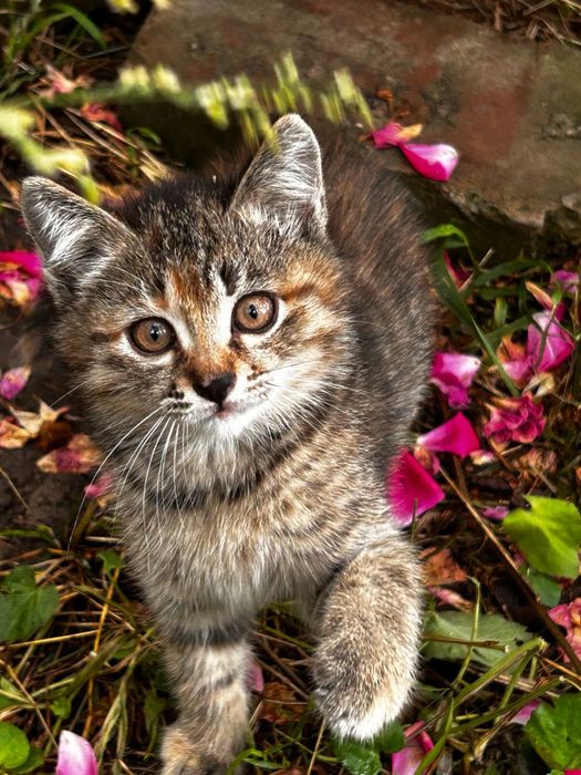 Отдам котят в добрые руки