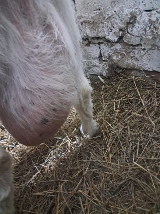 Лактар сатылады.