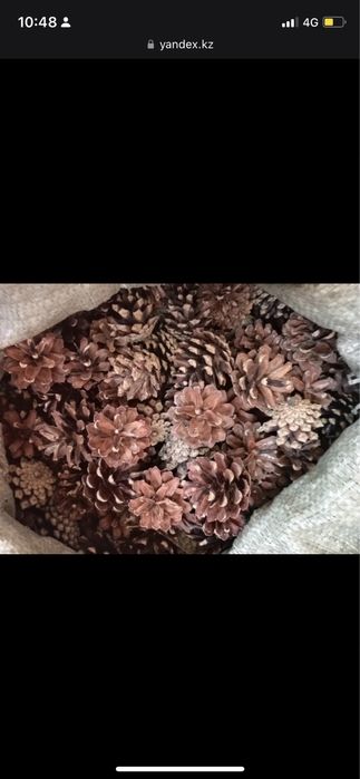 Продам сухая шишка сосна