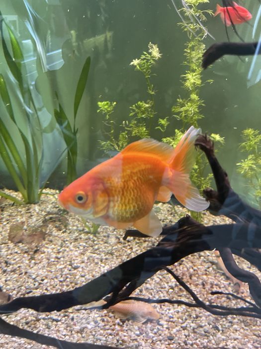 Pesti de acvariu Carasi de vanzare