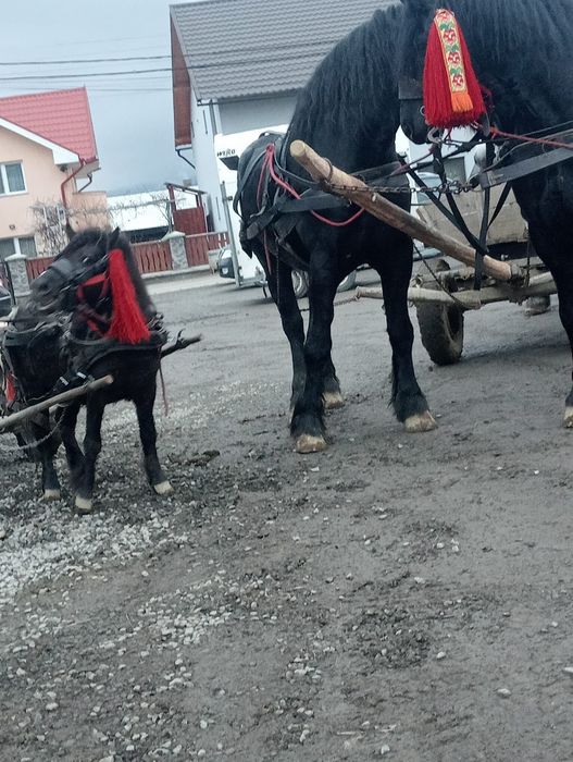 Poneii(armasar)de vanzare