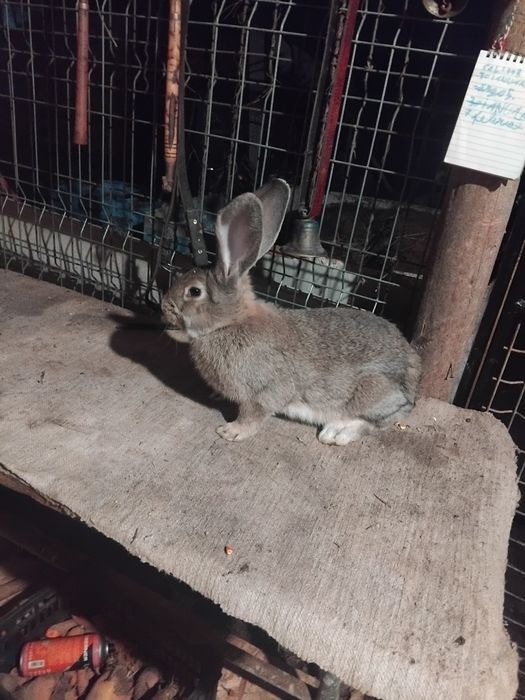 De vânzare o de  iepuri