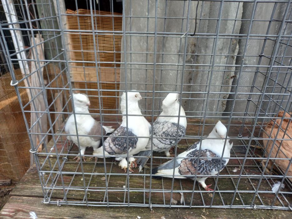 Porumbei dv, chingi, germani , diverse speci