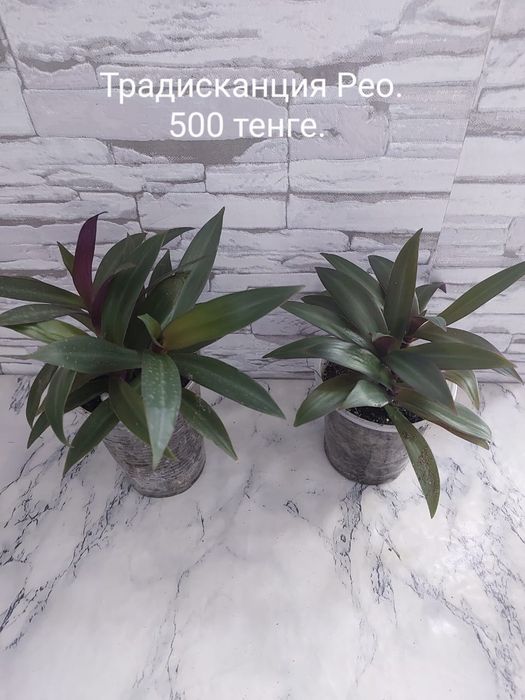Комнатные растения.