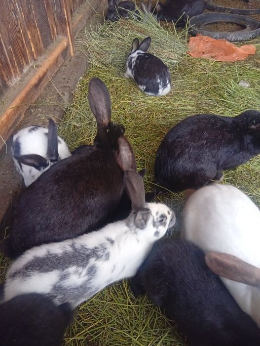 Продам крольчат разные