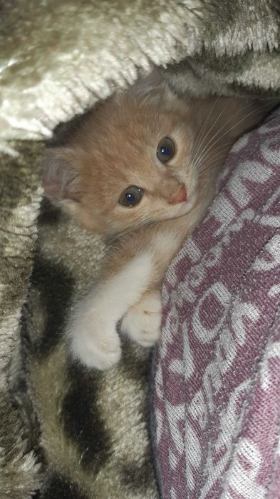 Котята отдаю бесплатно.