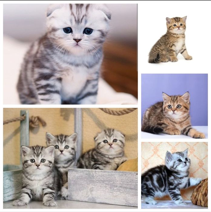 Шотландские котята
