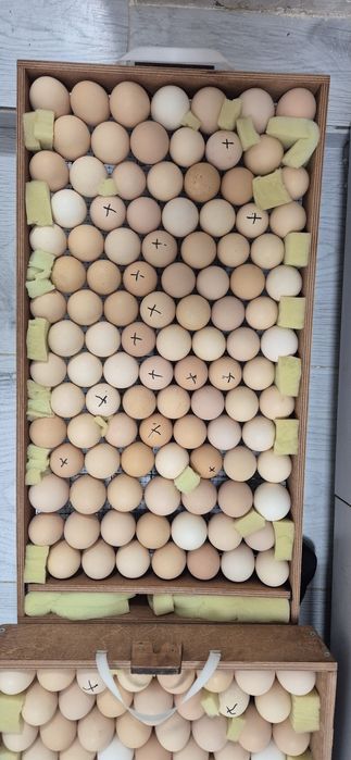 Яйцо на инкубатор