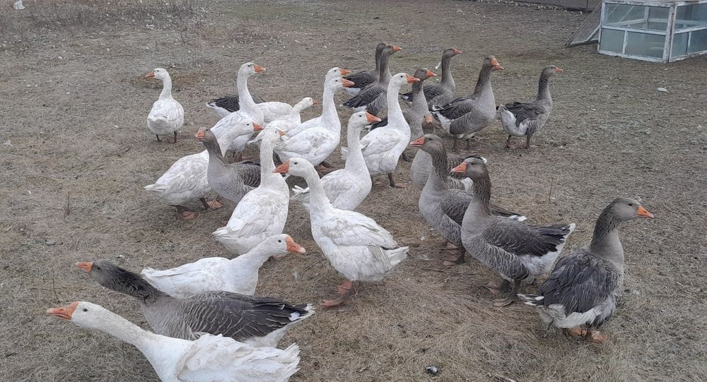 Продам гусей живьём