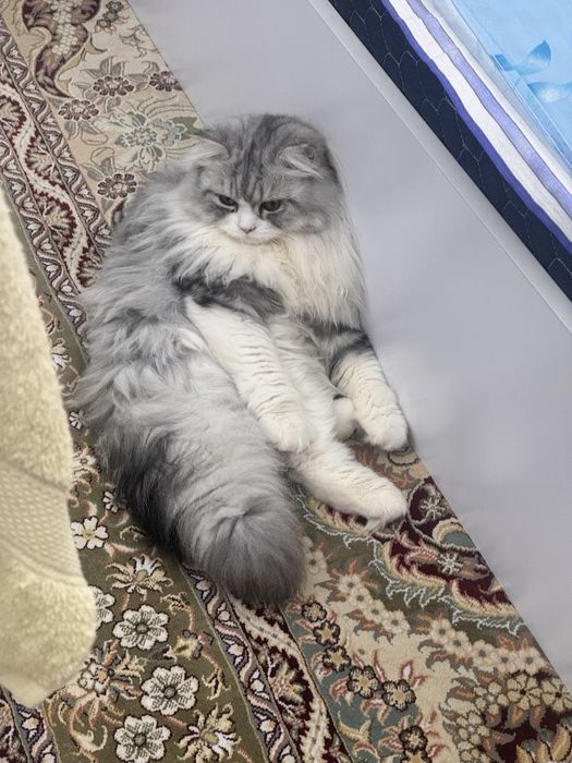 Продам кота порода Хайленд