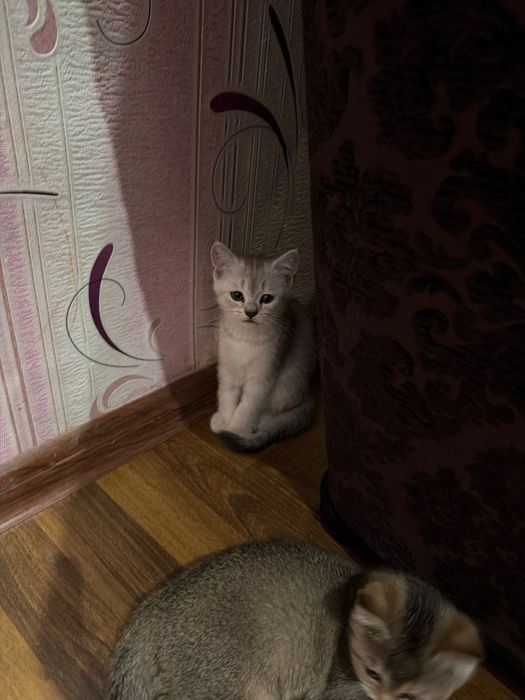 Мушуклар скотиш фолд