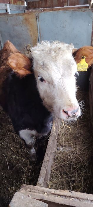 Продам телёнка 5 месяца