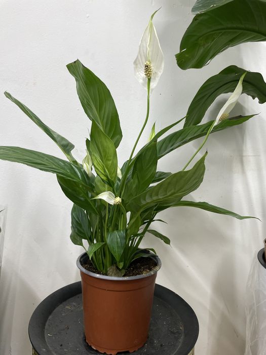 Цветы Спатифиллум (женское счастье)