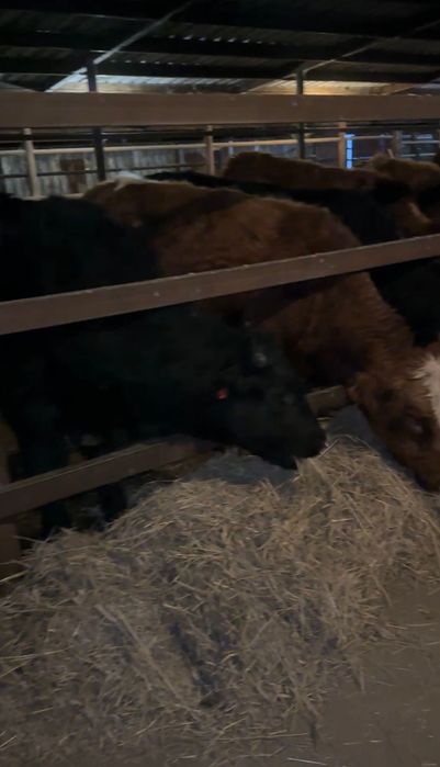 Бычки  11  голов