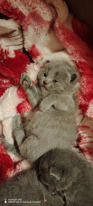 Shirin zotdor mushukchalar sotiladi.