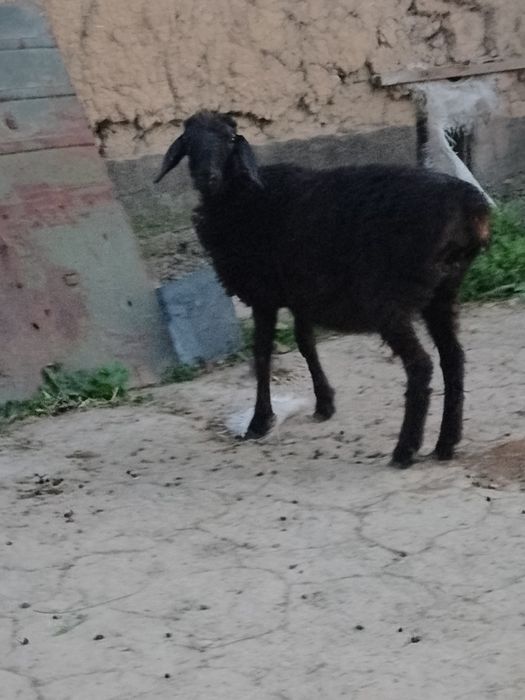 Кой сатылады кемі бар!