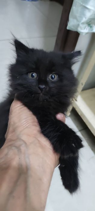 Отдаю котят в хорошие руки