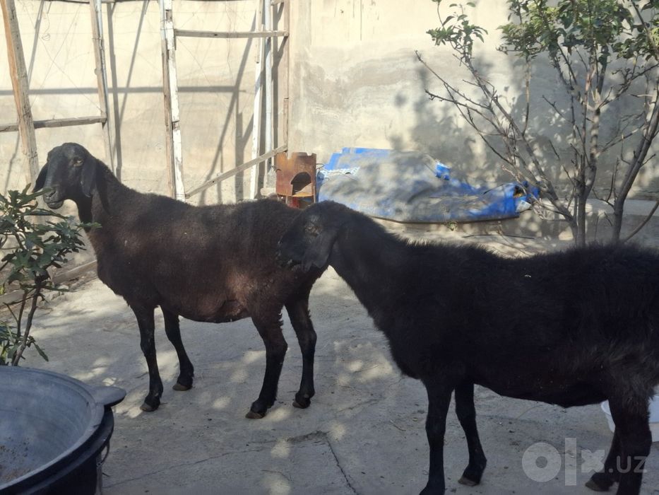 Qo'ylar sotiladi homilador