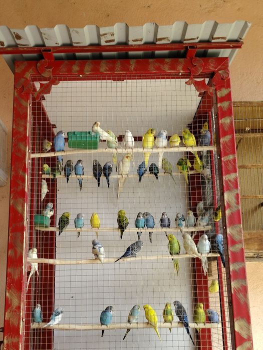 Попугай волнистый клетка корм