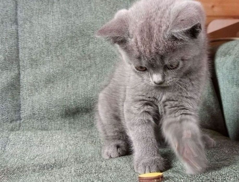 Ласковые и игривые котята мальчики и девлчуи, 1 мес