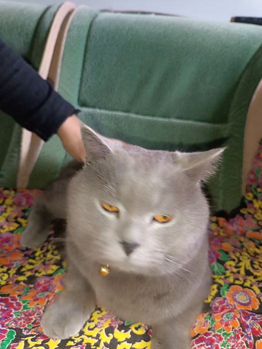 британский кот, чистокровный