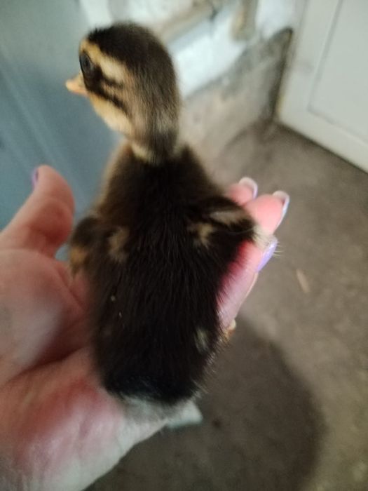 Vând puiuți de rata