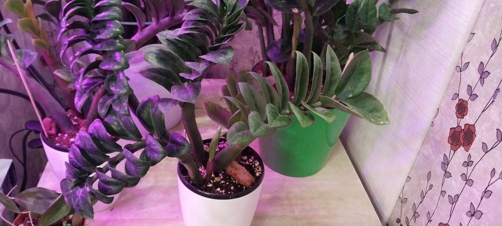 Продам замиакулькас Зензи