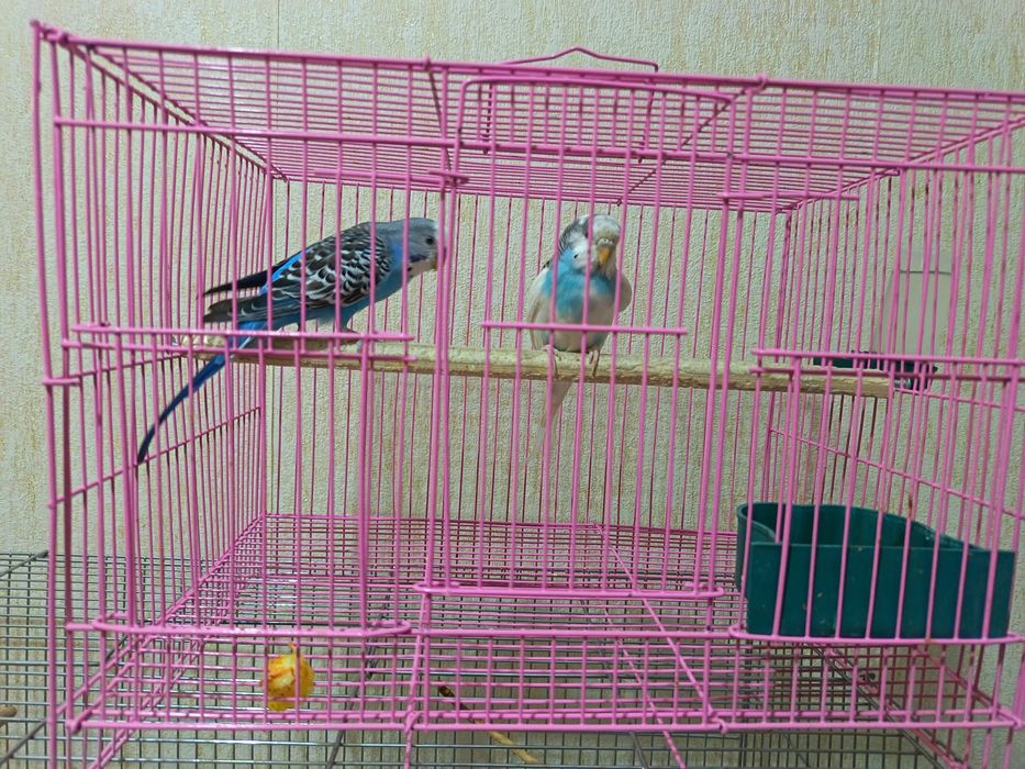 Волнистый папугай пара