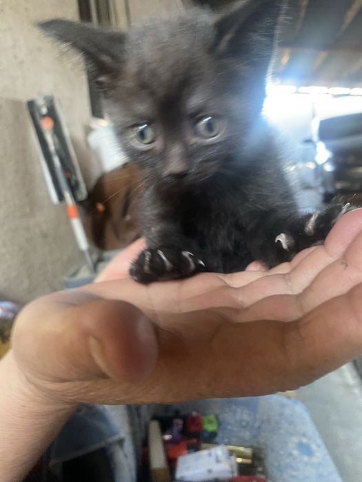 Котенок 1,5 месяца