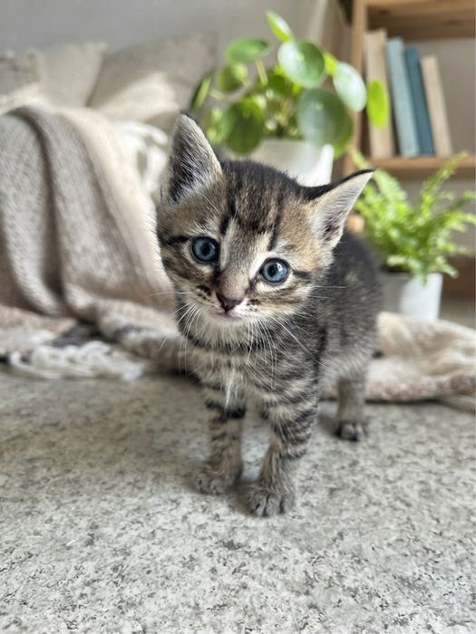 отдам котят в хорошие руки