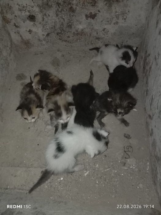 Отдам бесплатно котят