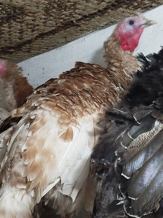 Обмен самца на самца