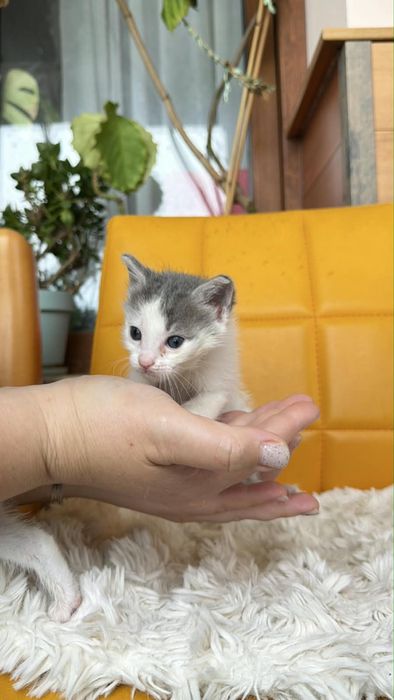 Котенца търсят дом-Варна