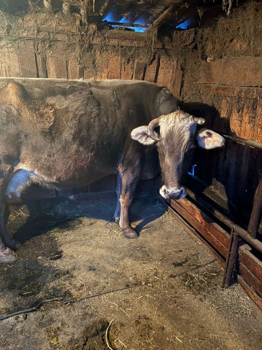 Продам стельную корову