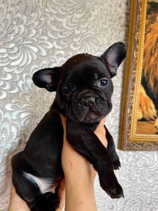 Французский бульдог