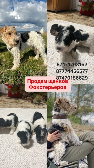 Щенки фокстерьер