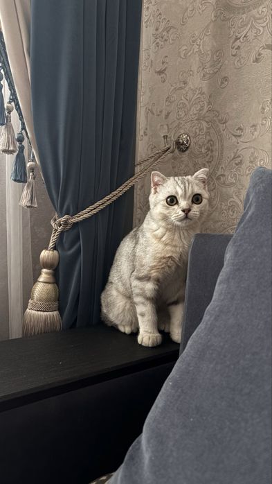 Котёнок Шотландец