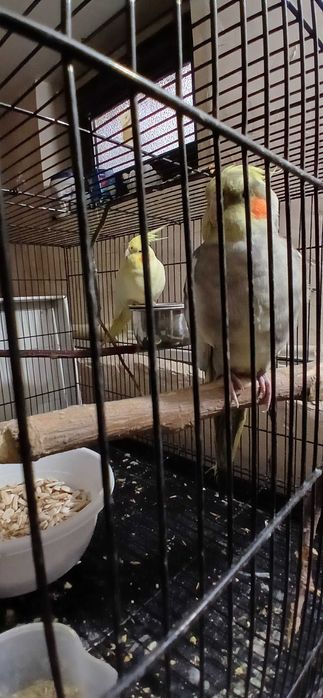 Корелла попугай парочка.