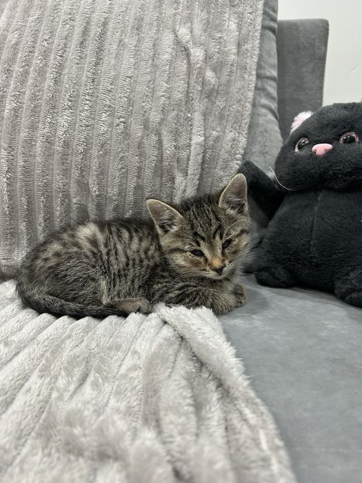 Отдаем котенка в добрые руки!