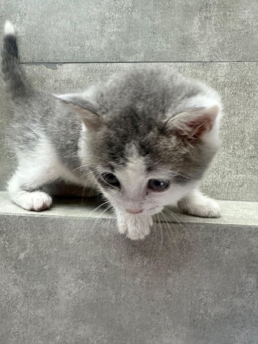 Мысық сатылады бағасы келісім бойынша