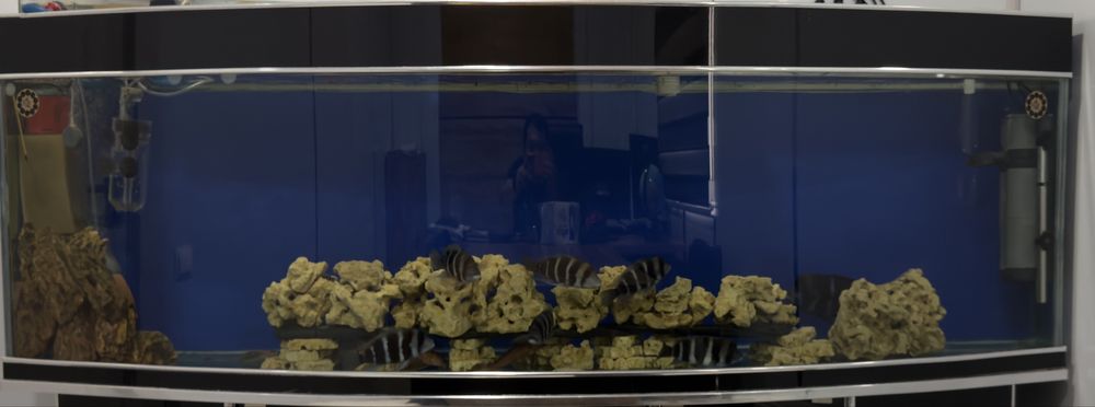 Продается Фронтоза. С аквариумом вместе. Полный комплект