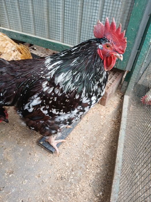 Sussex porțelan de vînzare