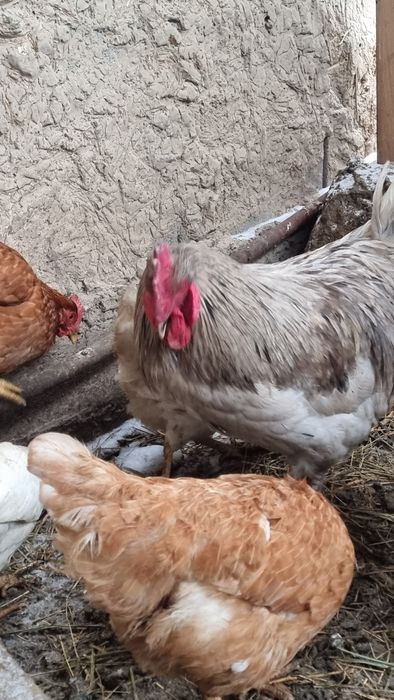 Продам Серего петуха