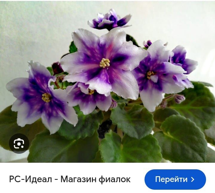 Пересаживаю и поливаю.
