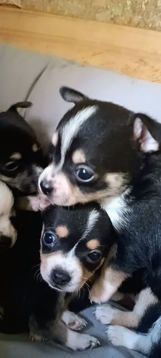 Чихуахуа сладки бебета