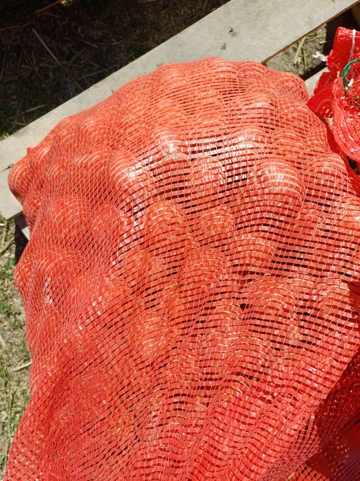 картофель семенной