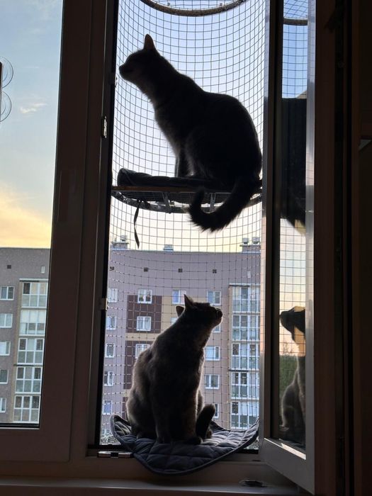 Балкон для кошек на окно
