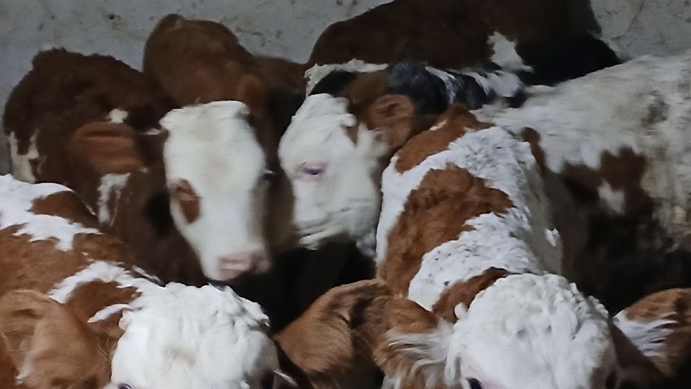 Vitei baltata românească si belgian