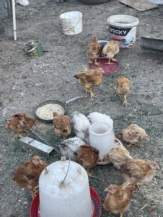 Vand pui rasa de carne si oua